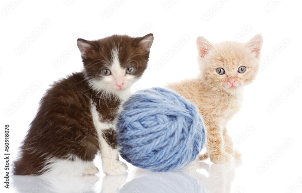 two tiny sitting kittens. focus on a yellow kitten. isolated