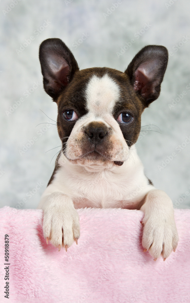Boston terrier puppy looking out of box