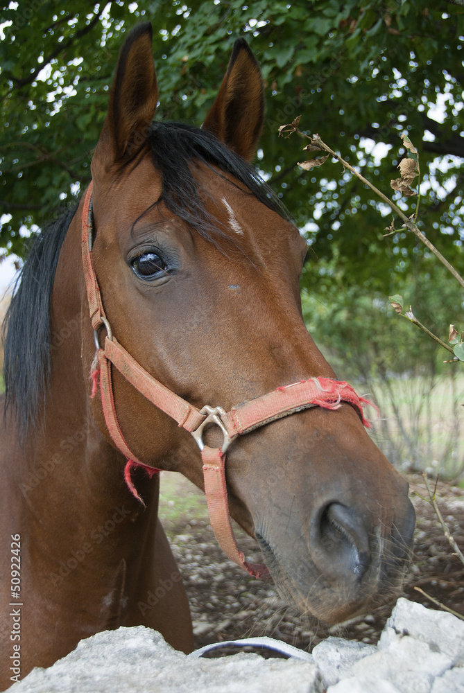 Obraz premium CAVALLO