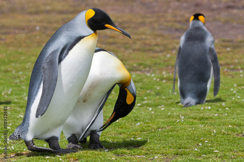Fototapeta premium two king penguins runs