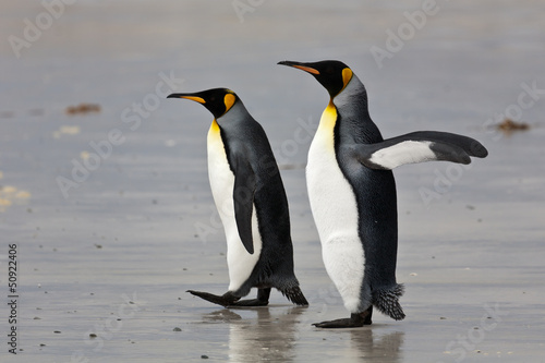 two king penguins on the beach