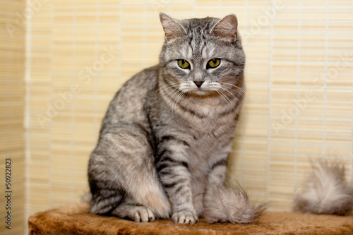 Crey tabby cat