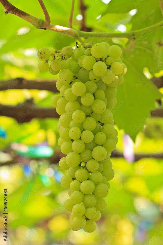 Vineyard Grapes Vineyard Grapes