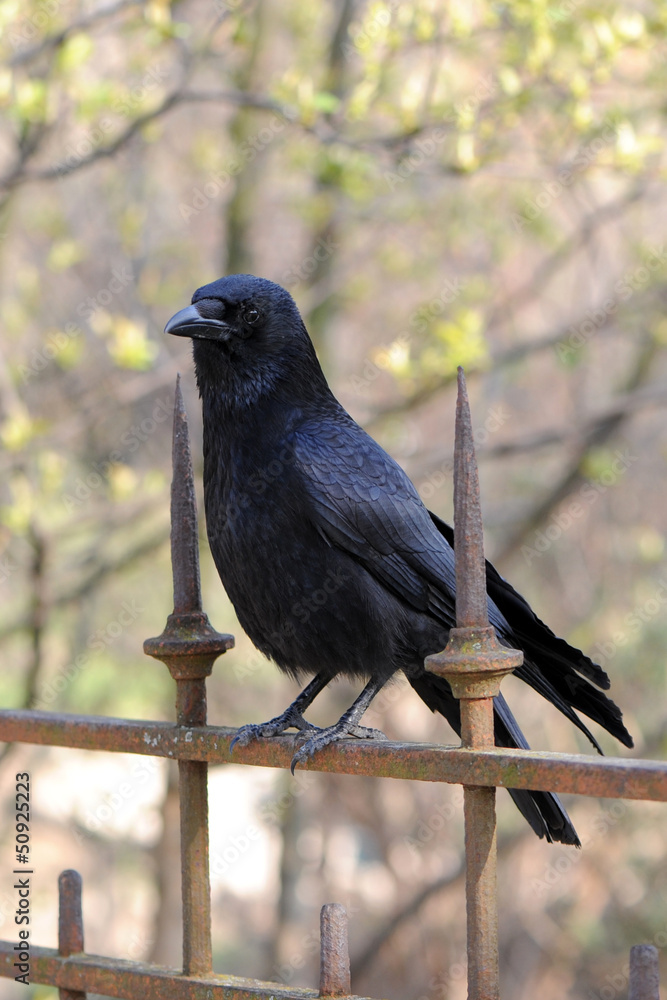 corbeau corbeau