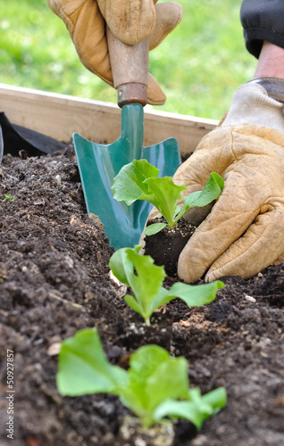 plantation de jeunes pousses de salade