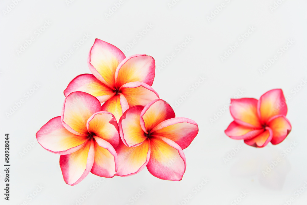 Plumeria flowers isolated on white