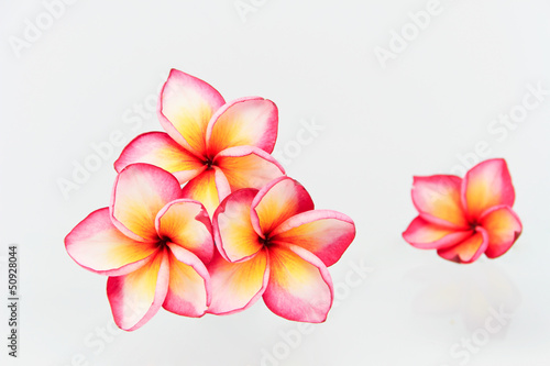 Plumeria flowers isolated on white © apichai