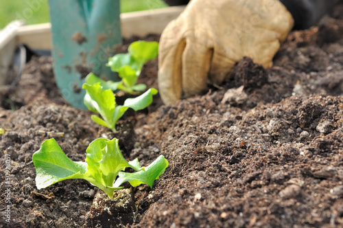 plantation de jeunes pousses de salade