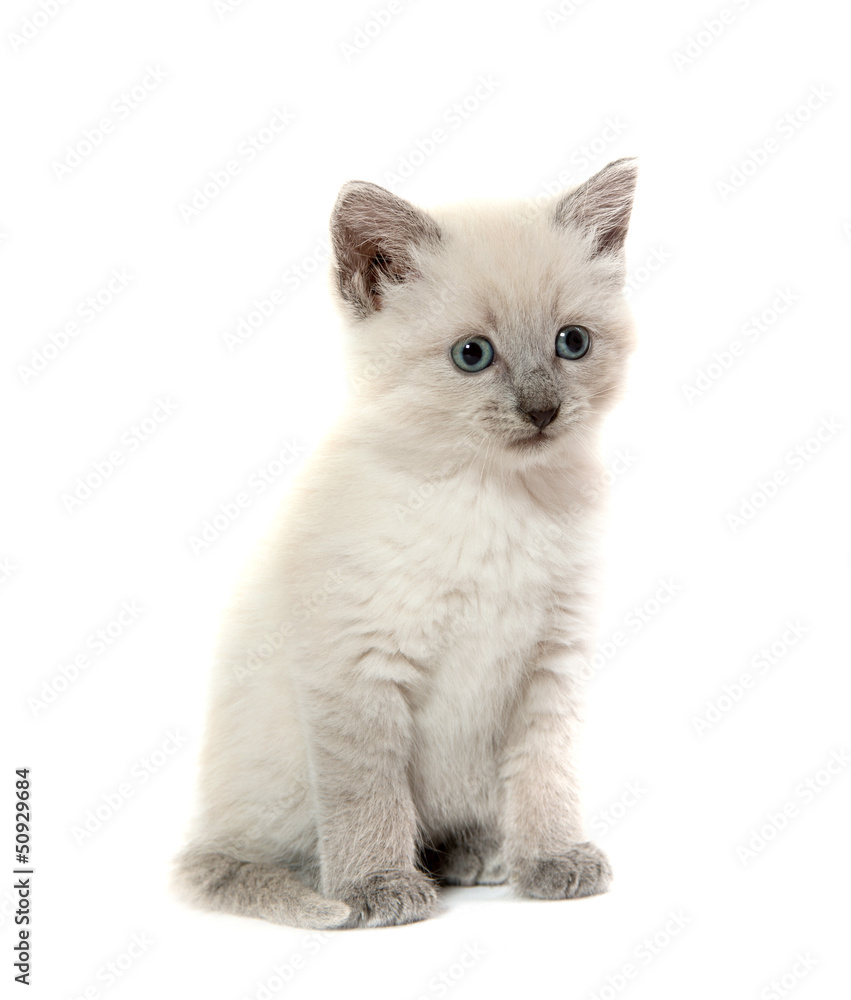 Cute kitten on white