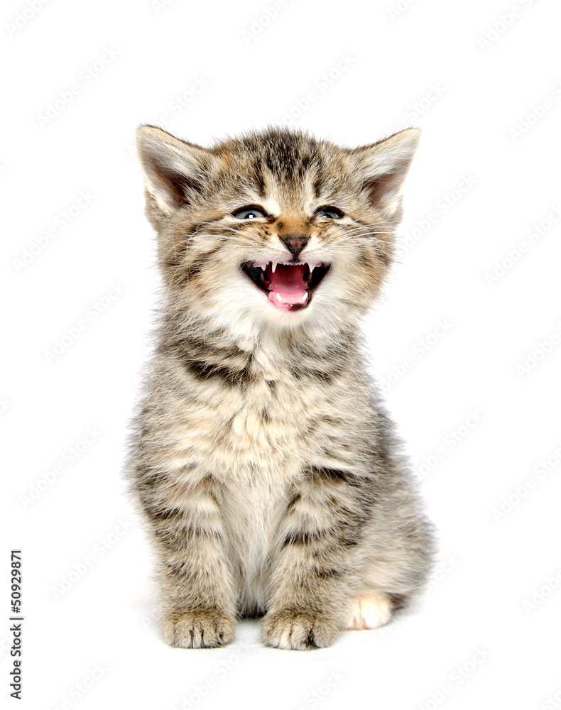 Fototapeta premium Cute tabby kitten