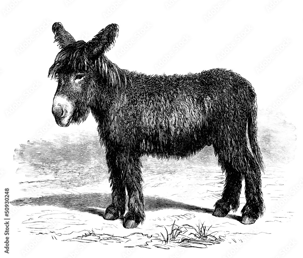 Young Donkey - Ânon du Poitou - Esel Young Donkey - Ânon du Poitou - Esel