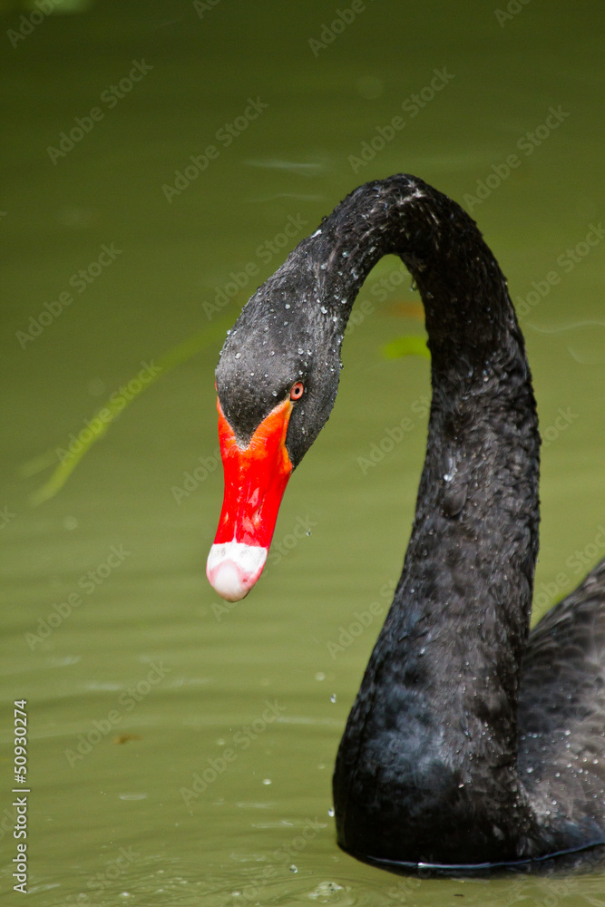 Fototapeta premium Trauerschwan (Cygnus atratus)