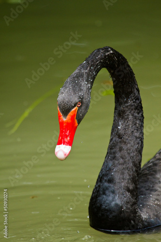 Trauerschwan (Cygnus atratus) photo