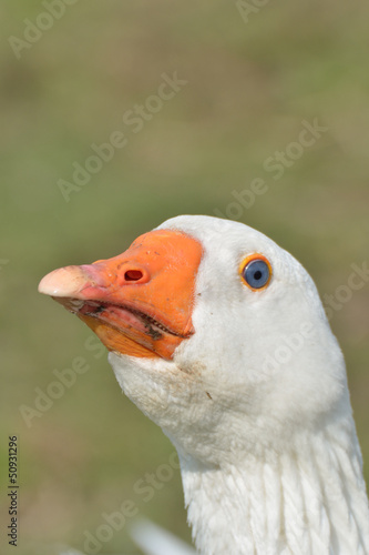 White Goose Head