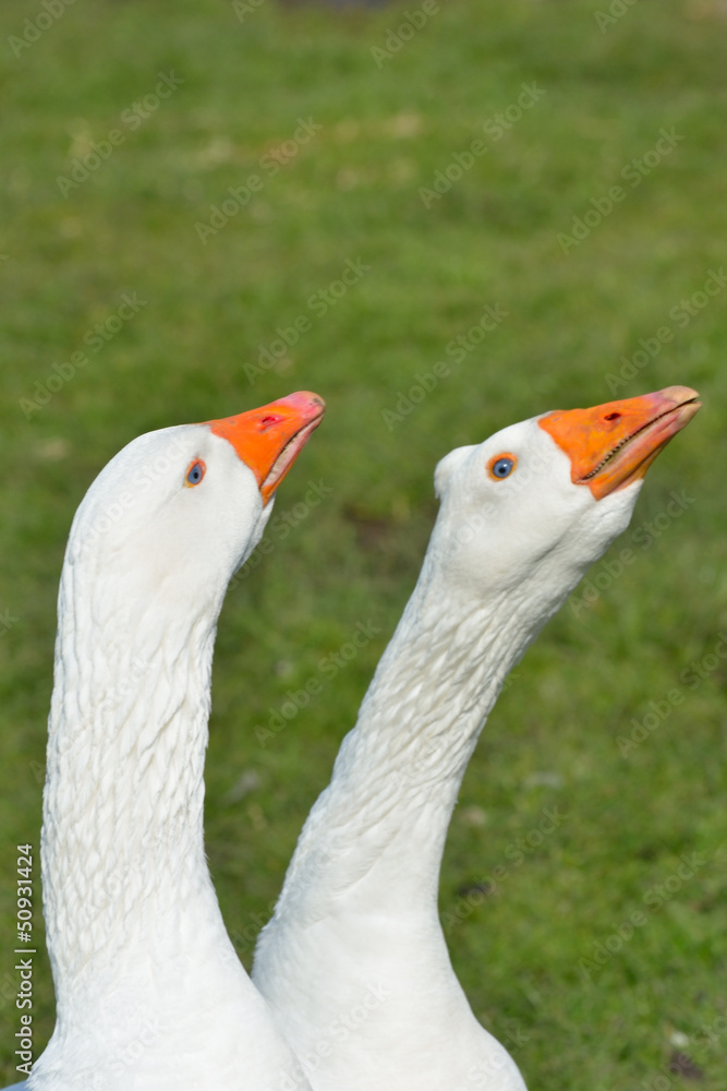 Obraz premium Pair of white geese on guard