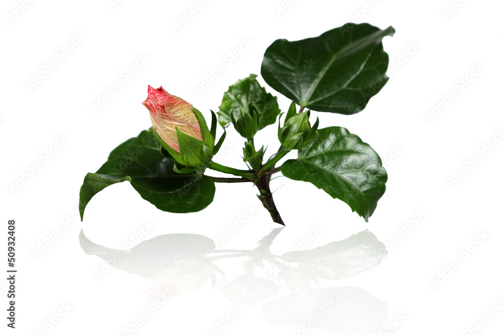 Pąk róży hibiskus z liśćmi na białym tle. - obrazy, fototapety, plakaty 