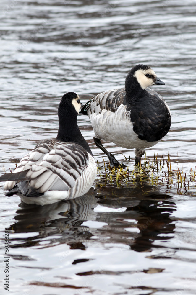 Fototapeta premium Two Canadian geese in spring river