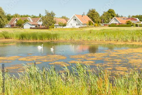 Swans in Denmark