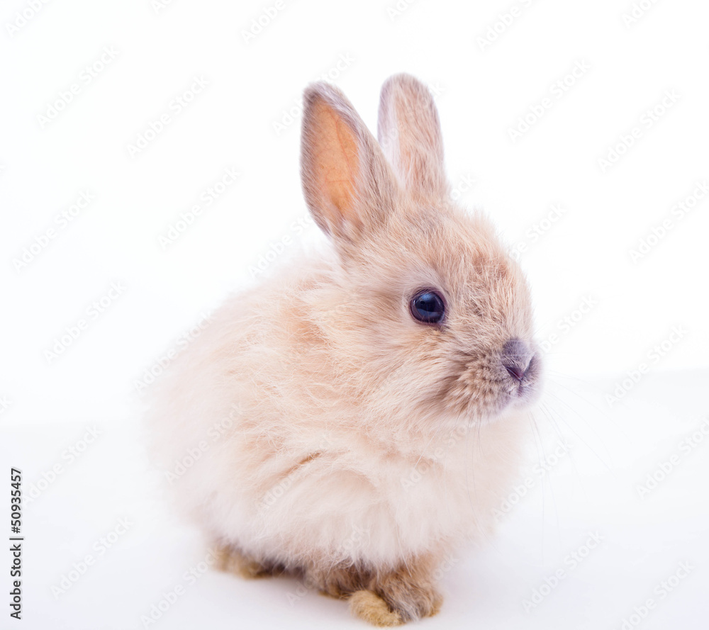 Rabbit isolated on the white.