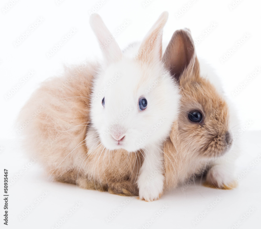 Fototapeta premium Rabbits isolated on the white.