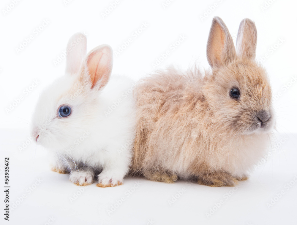 Rabbits isolated on the white. Rabbits isolated on the white.