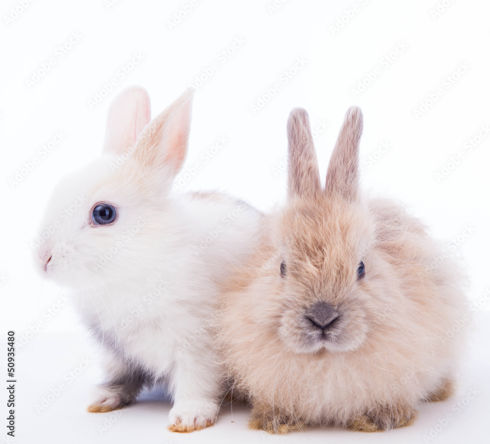 Rabbits isolated on the white.