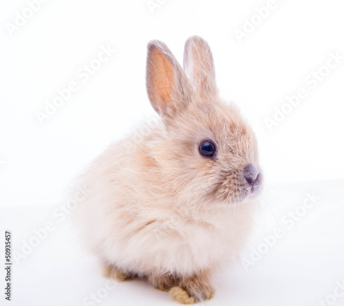 Rabbit isolated on the white.