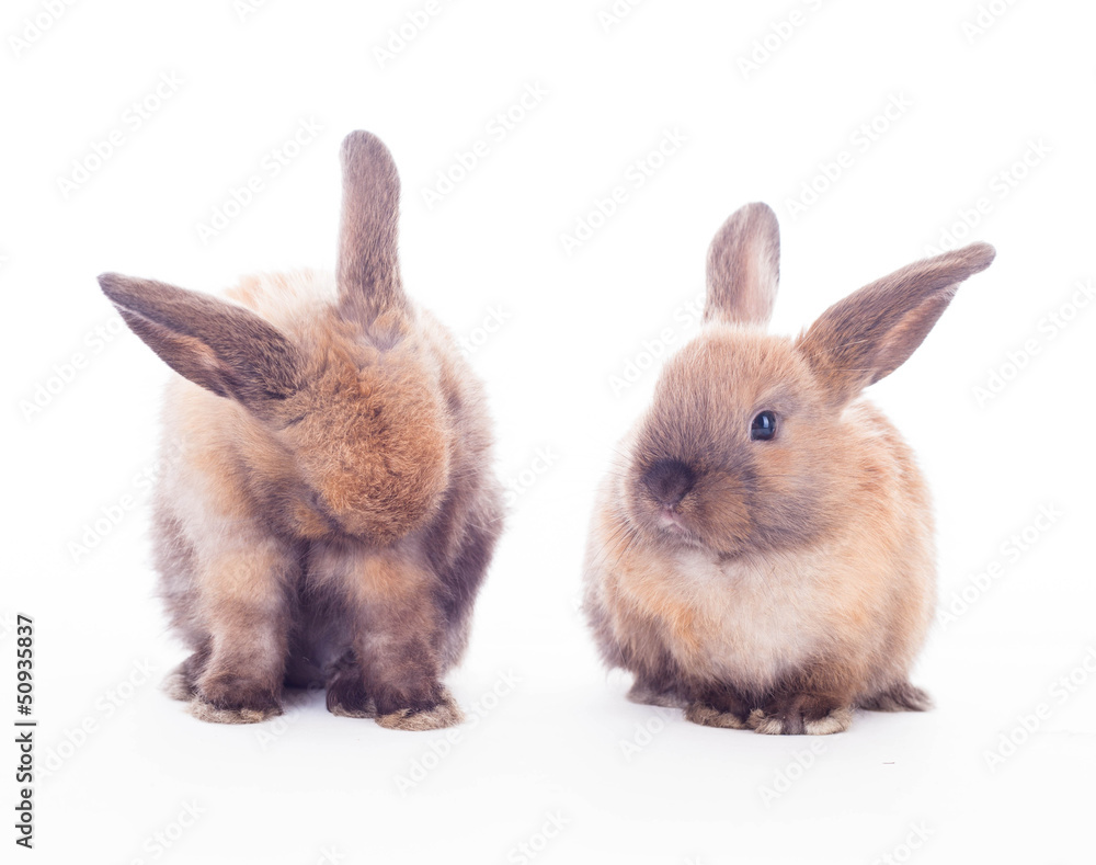 Obraz premium Two rabbits isolated on the white.