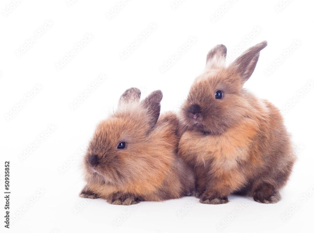 Two rabbits isolated on the white.