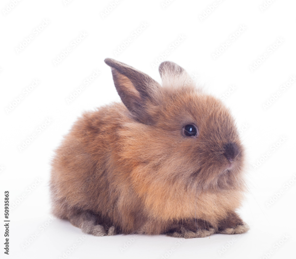 Rabbit isolated on the white.