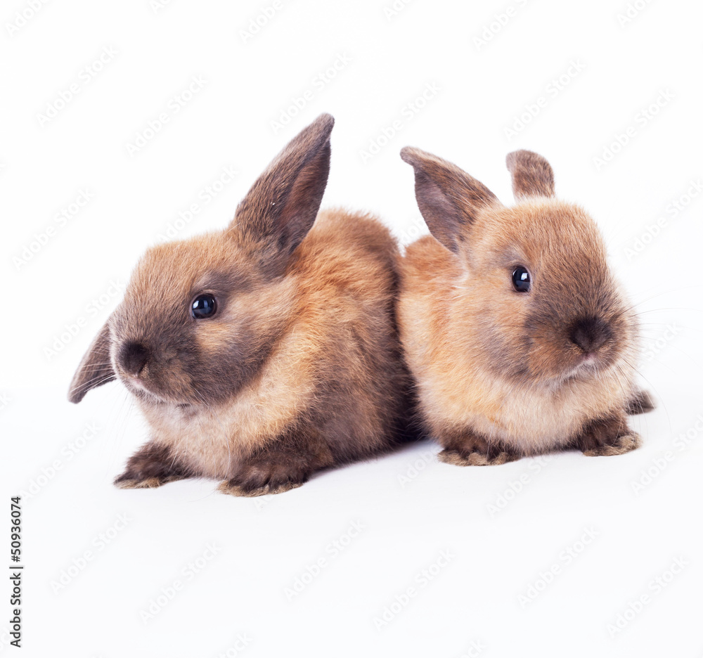 Rabbits Rabbits