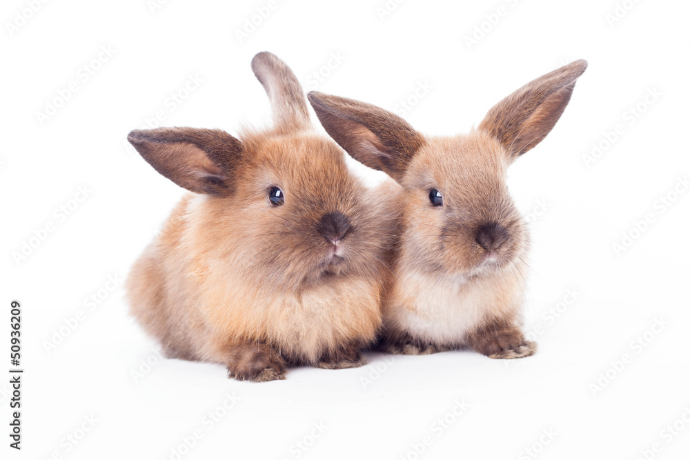 Two rabbits isolated on the white.