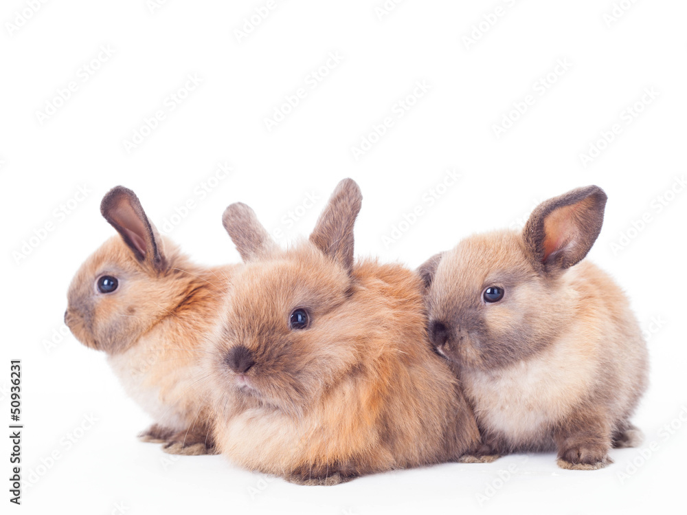 Three rabbits isolated on the white. Three rabbits isolated on the white.