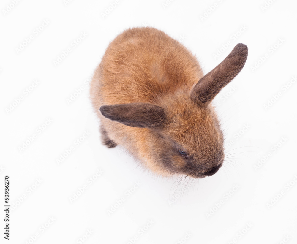 Fototapeta premium Rabbit isolated on the white.