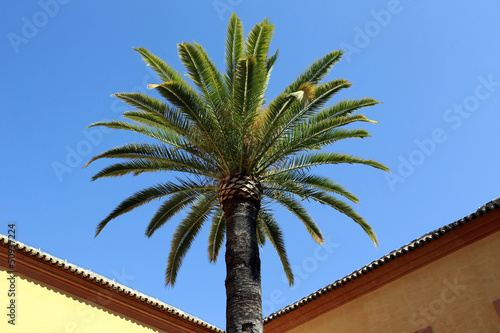 Quadro su tela Palme