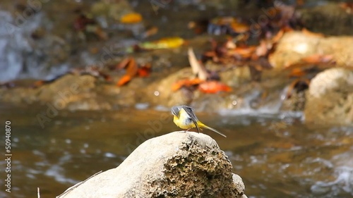 Birds that live in the waterfall.