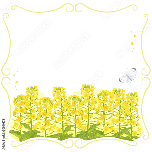 春 菜の花 蝶 Framed Canola flowers with copy space