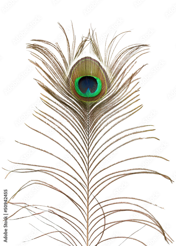 Obraz premium Peacock feather.