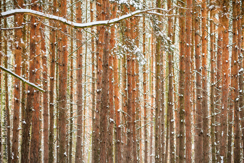 Wallpaper Mural trees Torontodigital.ca