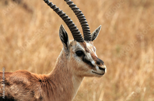 Thomson’s Gazelle (Eudorcas Thomsonii), Serengeti, Tanzania photo