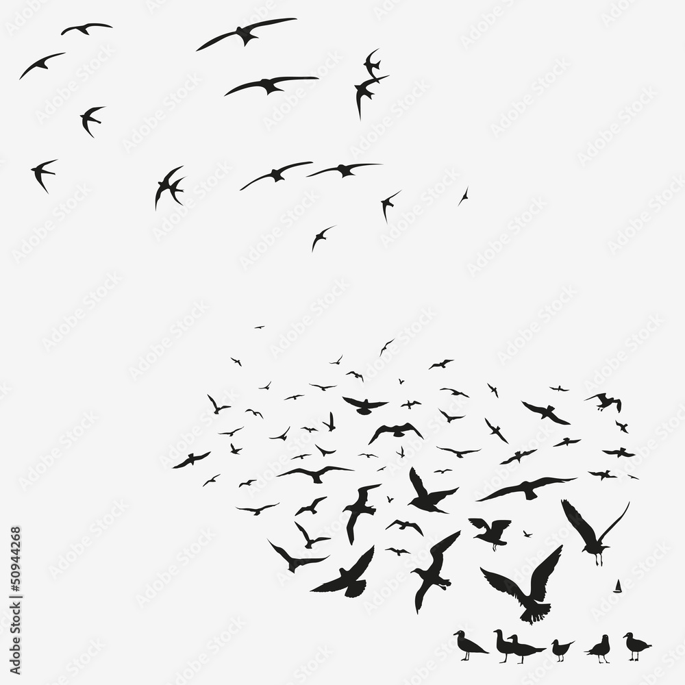 Fototapeta premium pack of seagulls and swallows