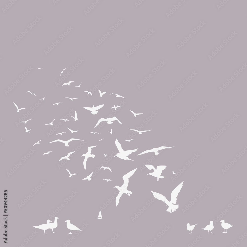 Obraz pack of seagulls poster