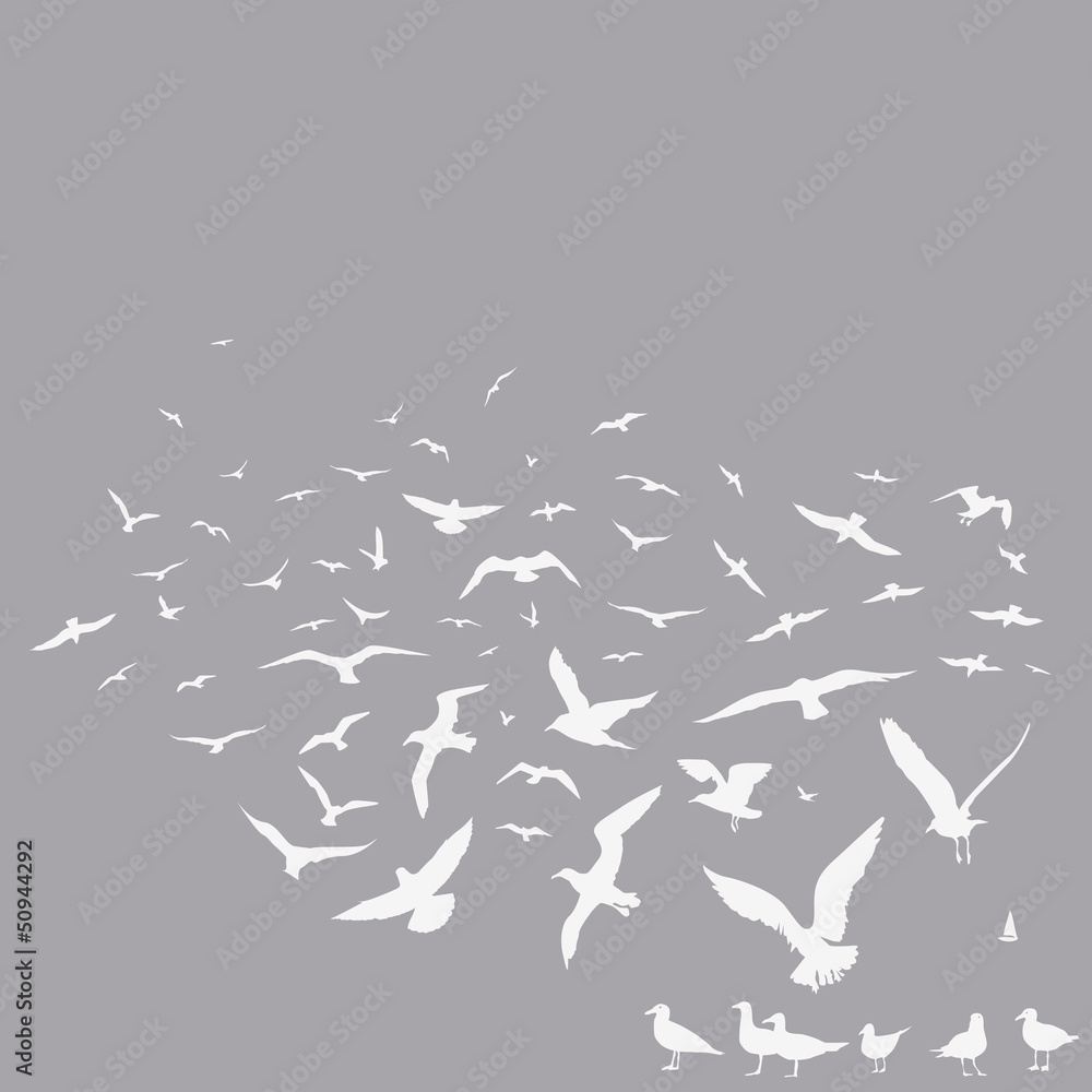 Obraz premium big pack of seagulls