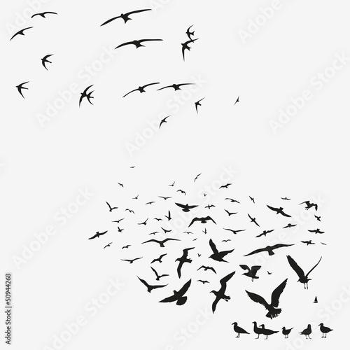 pack of seagulls and swallows #50944268
