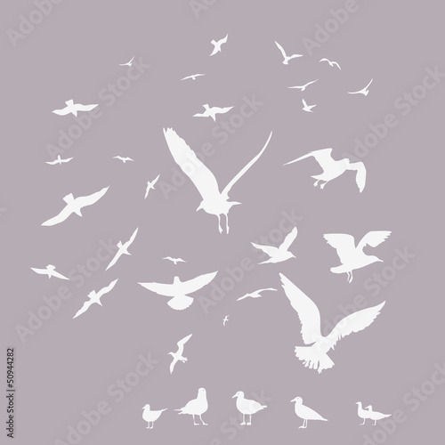 pack of seagulls print