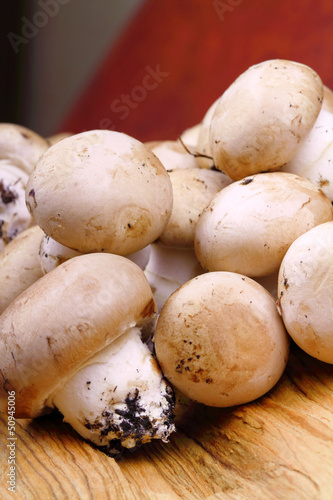 Funghi champignons