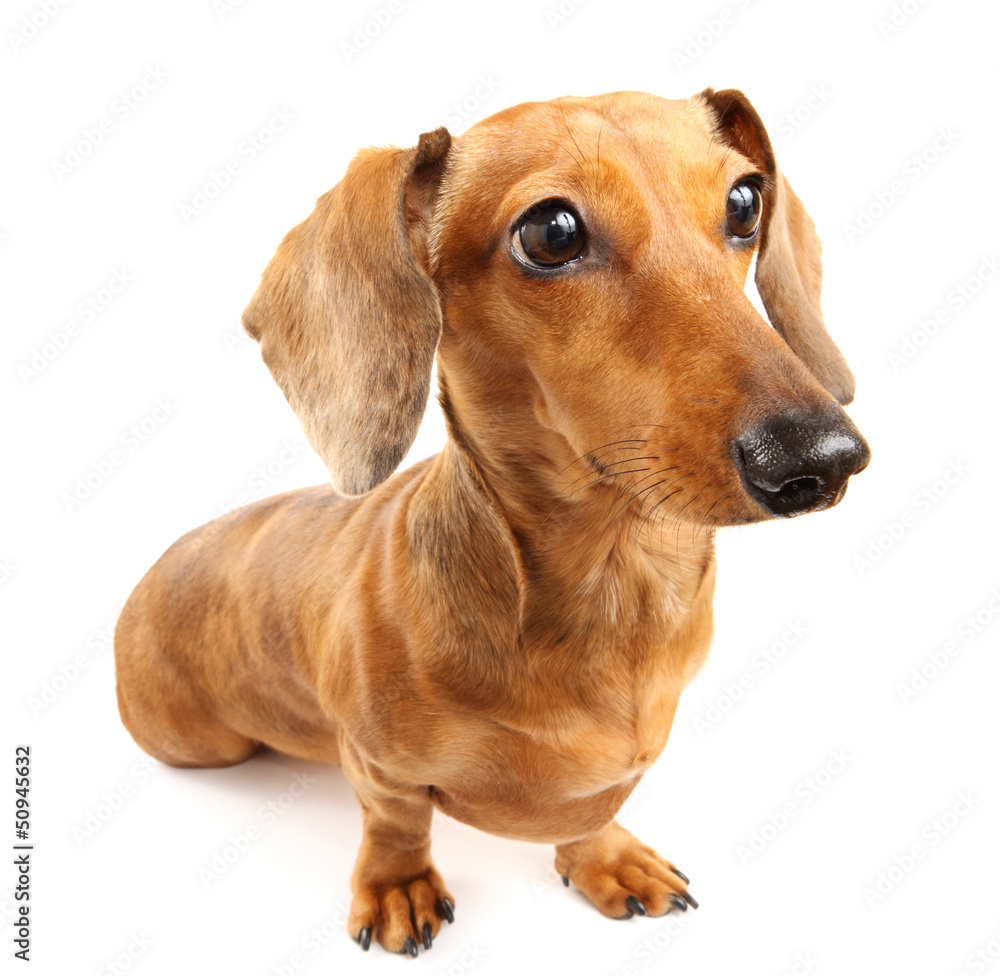 brown dachshund dog