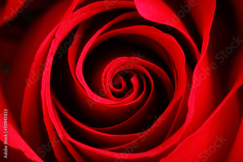 rose close up
