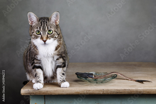 Fototapeta Naklejka Na Ścianę i Meble -  Katze und Hering