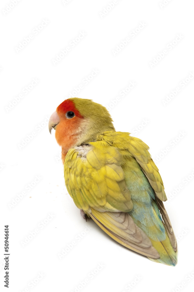 Fototapeta premium posing agapornis